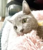 ロシアンブルー【東京都・男の子・2025年6月26日・ブルー】の写真2