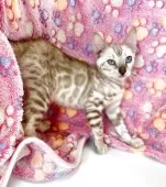 ベンガル【東京都・男の子・2025年4月25日・シールミンクスポテッドタビー(ロゼット)】の写真8