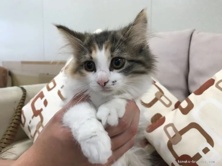 ID：1906-00009の子猫