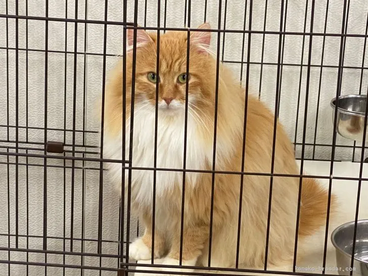 ID：2001-00761の子猫