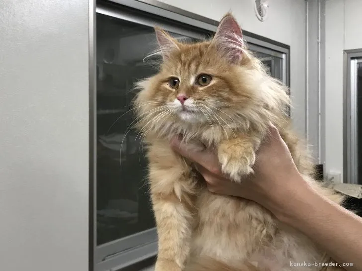 ID:1810-00389の子猫