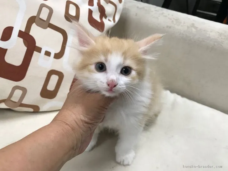 ノルウェージャンフォレストキャット【京都府・男の子・2018年5月24日・レッドタビー&amp;ホワイト】の写真1「画像は7/30日撮影したものです。」