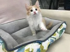 ノルウェージャンフォレストキャット【京都府・男の子・2018年5月24日・レッドタビー&ホワイト】の写真4