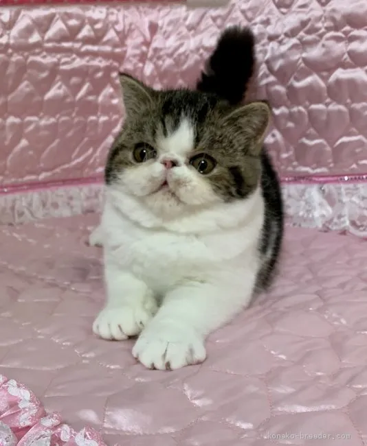 ID：1908-01118の子猫