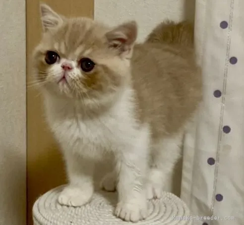 ID:2201-01635の子猫