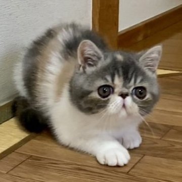 エキゾチックショートヘア【兵庫県・女の子・2023年5月4日・ブルーパッチドタビー&ホワイト】の写真「たれ目が可愛い女の子です。」