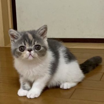 エキゾチックショートヘア【兵庫県・女の子・2023年5月4日・ブルーパッチドタビー&ホワイト】の写真「とても人懐っこい女の子です。」