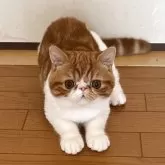 エキゾチックショートヘア