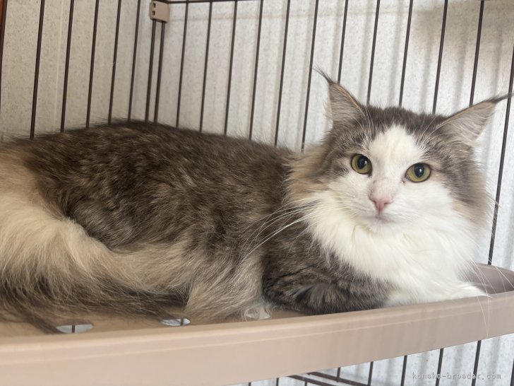 ノルウェージャンフォレストキャット【・女の子・2024年4月22日・ブルーマッカレルタビー&amp;ホワイト】