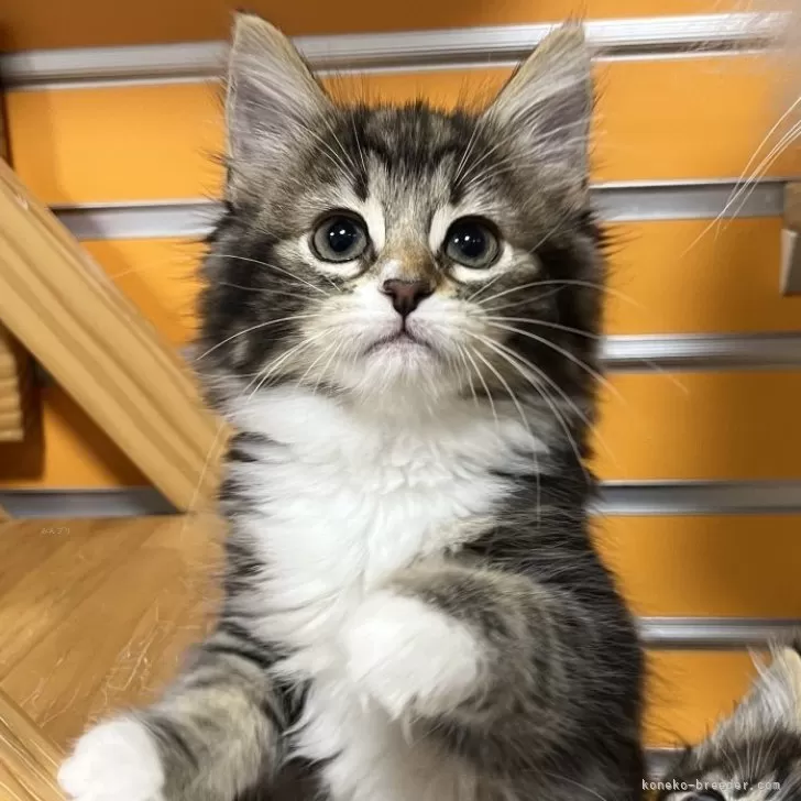 ID：2312-00485の子猫