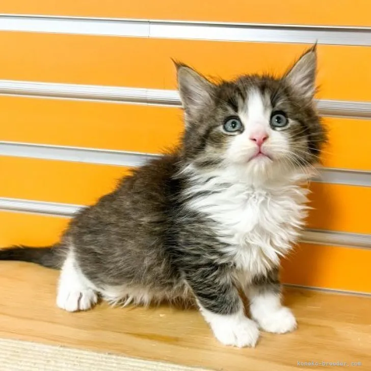 ID：2304-00223の子猫