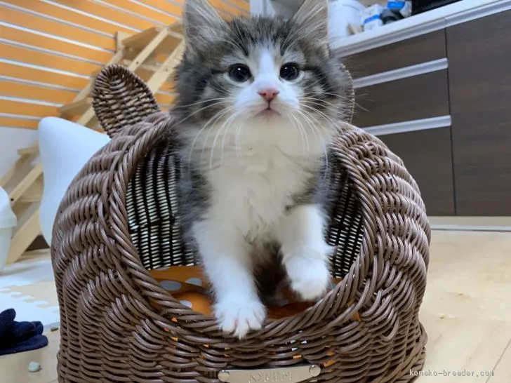 のあ 様のお迎えした子猫
