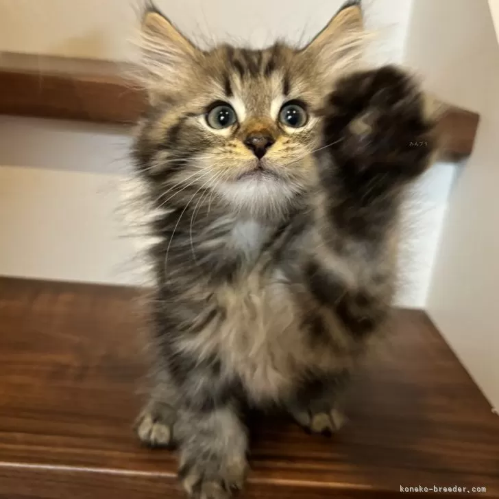 ID：2408-01207の子猫