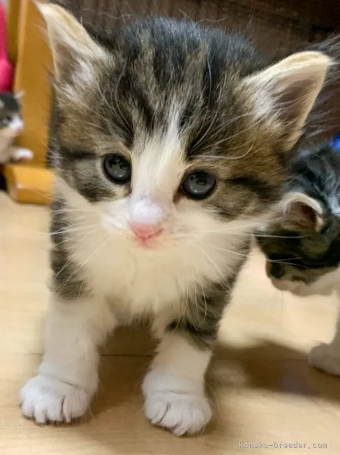 ID:2104-01191の子猫