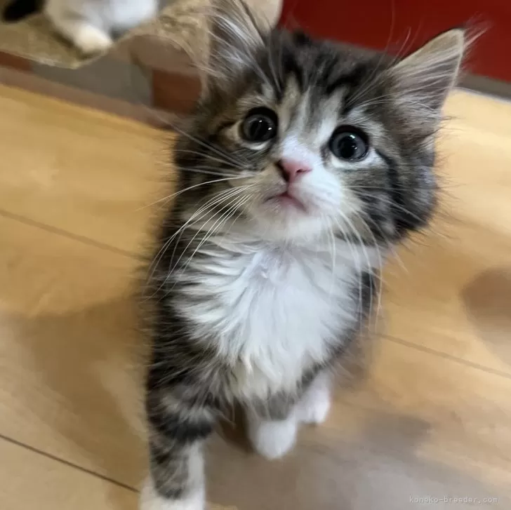 ID:2401-00160の子猫
