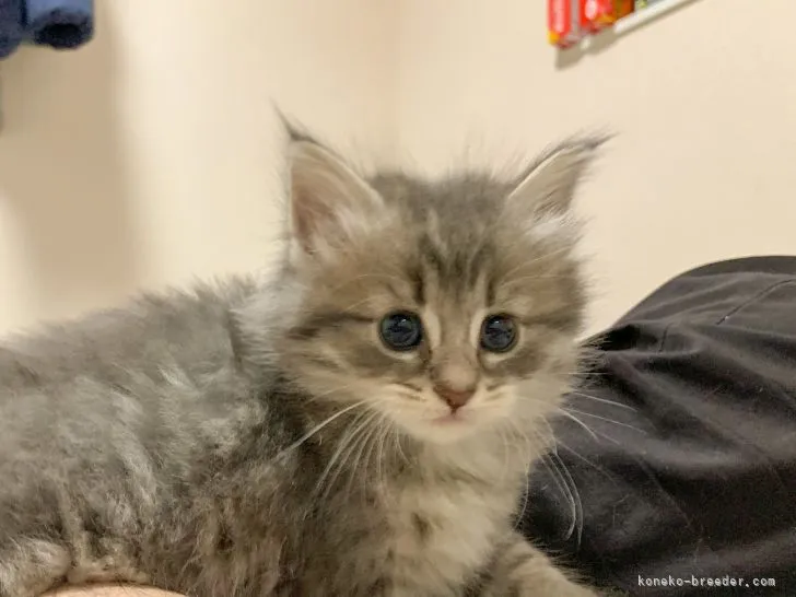ID:2104-00178の子猫