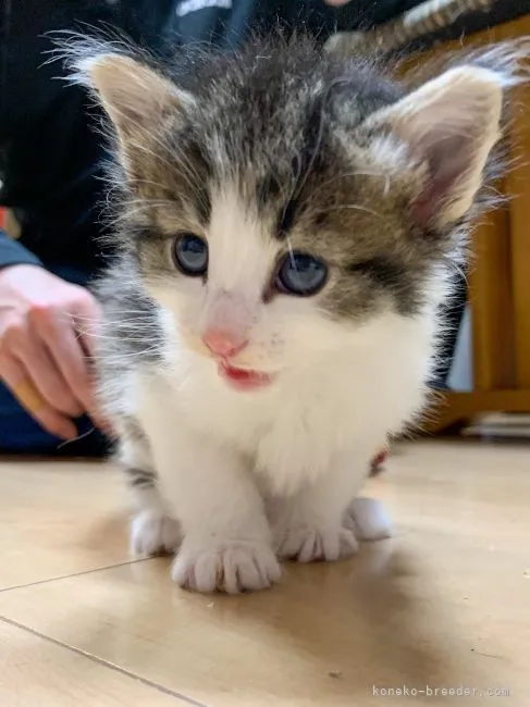 なおたろう 様のお迎えした子猫