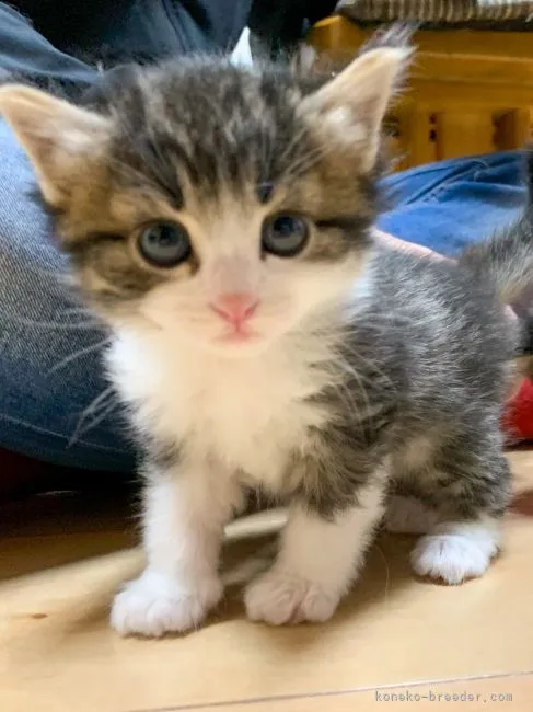 たけ 様のお迎えした子猫