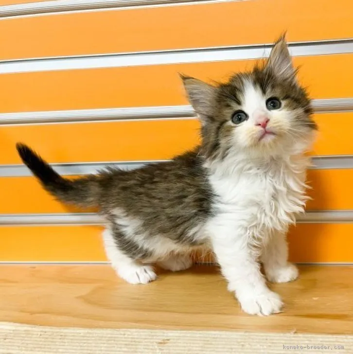 ID：2304-00229の子猫