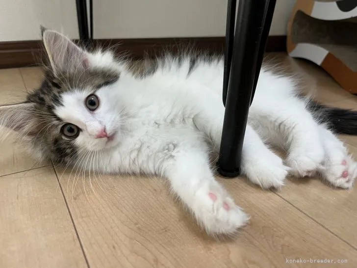 ID：2201-00411の子猫