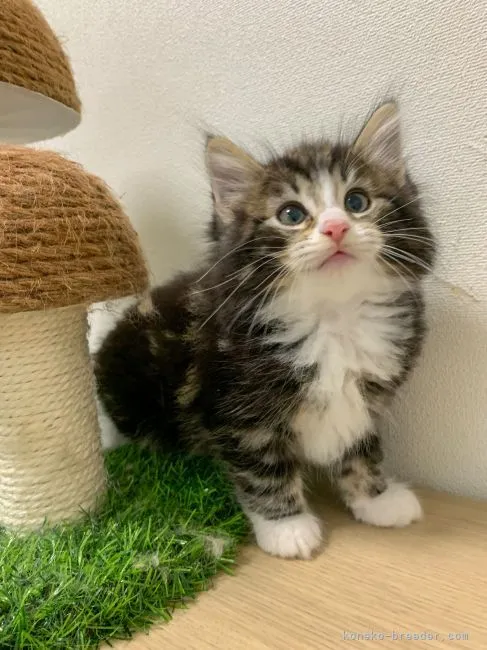 ID：2107-01964の子猫