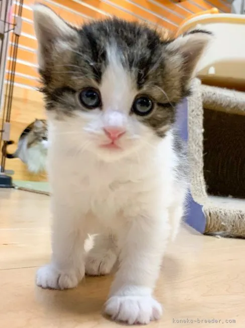 ID:2104-01485の子猫