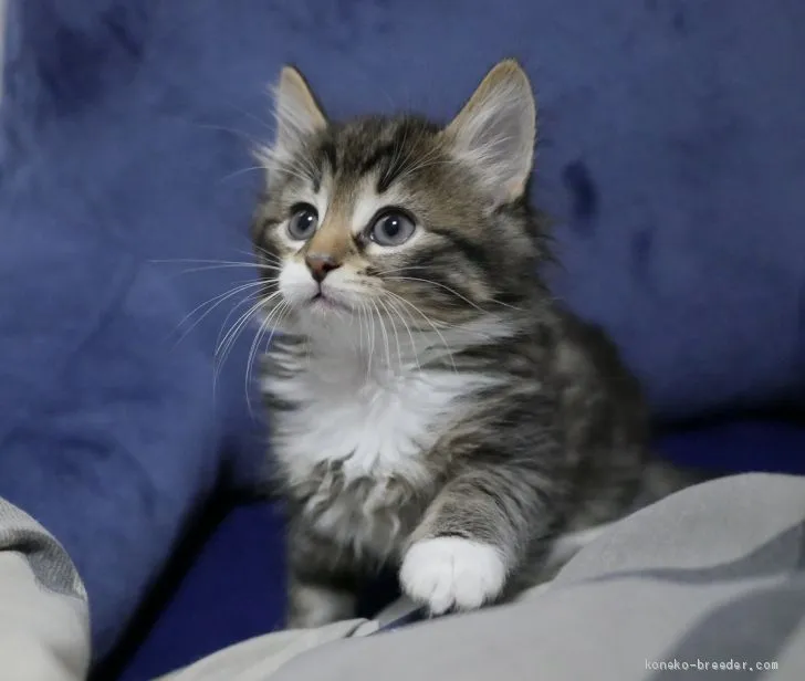 ID：1904-00392の子猫