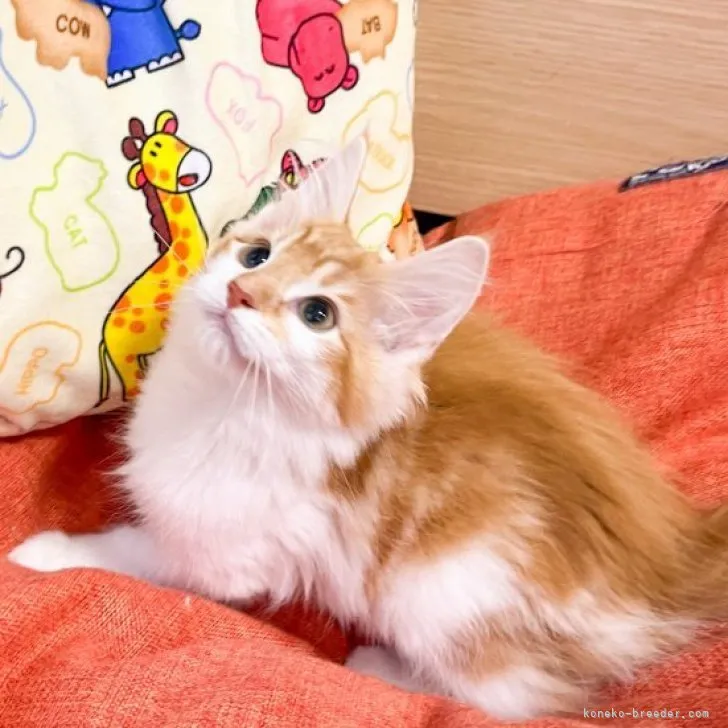 ID:2306-00190の子猫
