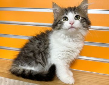 ノルウェージャンフォレストキャット【兵庫県・女の子・2022年1月17日・ブラウンマッカレルタビー&ホワイト】の写真「ご見学後そのままお連れ頂けます✨」