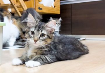 ノルウェージャンフォレストキャット【兵庫県・女の子・2022年1月4日・ブラウンマッカレルタビー&ホワイト】の写真「元気で可愛面被手袋ちゃん🧤GW中のお迎え可能です✨」