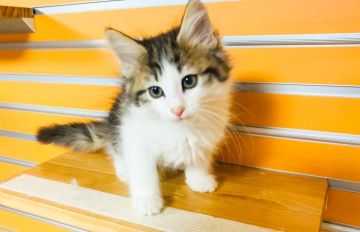 ノルウェージャンフォレストキャット【兵庫県・男の子・2022年1月4日・ブラウンマッカレルタビー&ホワイト】の写真「綺麗なハチワレ男子💕GW中のお迎え可能です✨」