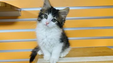 ノルウェージャンフォレストキャット【兵庫県・女の子・2022年1月4日・ブラウンマッカレルタビー&ホワイト】の写真「可愛いハチワレちゃん💕4/7以降見学時連れ帰れます」