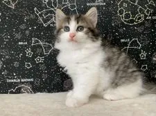 ノルウェージャンフォレストキャット【兵庫県・女の子・2021年6月24日・ブラウンマッカレルタビー&ホワイト】の写真1