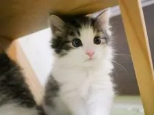 ノルウェージャンフォレストキャット【兵庫県・男の子・2020年5月27日・ブラウンマッカレルタビー&ホワイト】の写真1