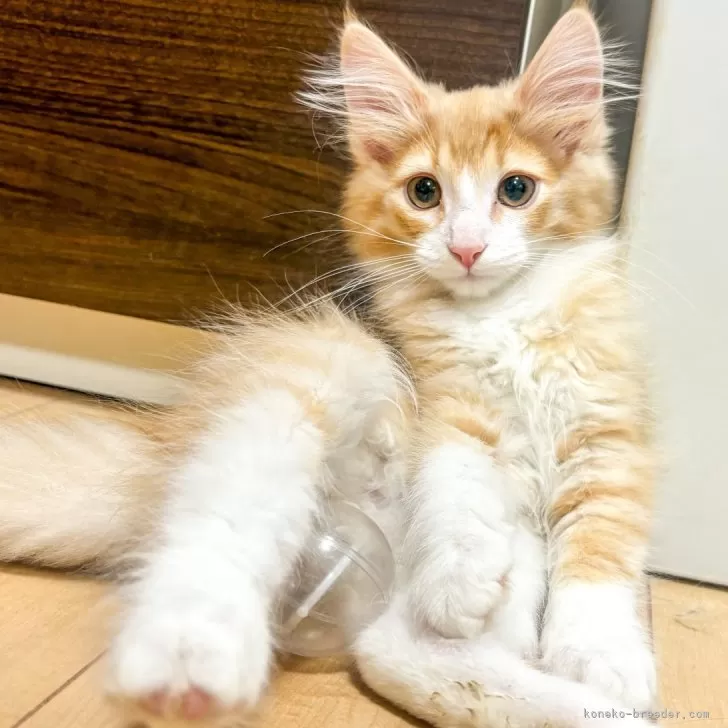 ID：2501-02319の子猫