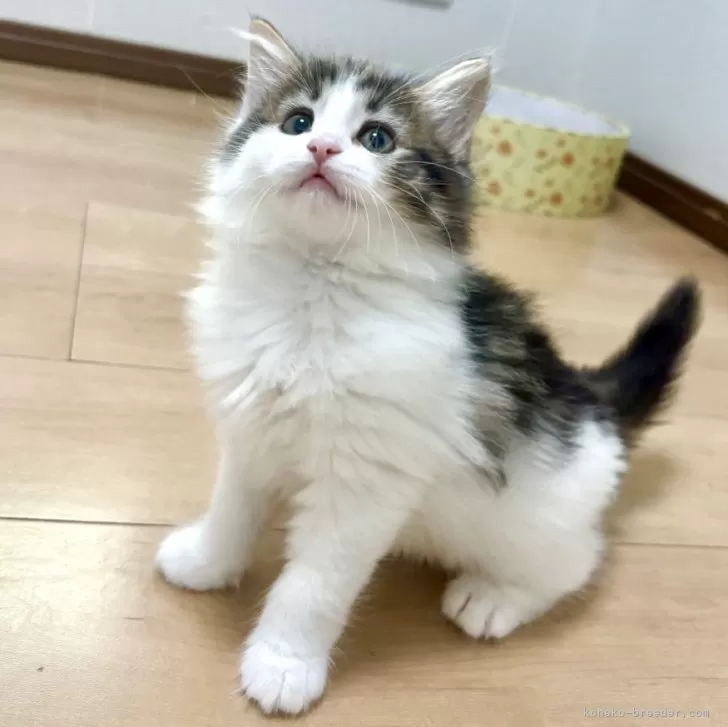 ID：2509-00669の子猫