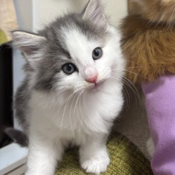 ノルウェージャンフォレストキャット【兵庫県・男の子・2025年10月19日・ブルークラシックタビー&ホワイト】の写真「ほんわかマイペースで可愛い男の子✨」