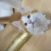 ノルウェージャンフォレストキャット