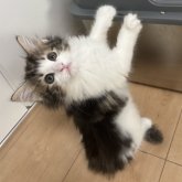 ノルウェージャンフォレストキャット