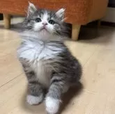 ノルウェージャンフォレストキャット