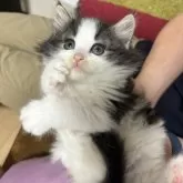 ノルウェージャンフォレストキャット【兵庫県・男の子・2025年4月17日・ブラウンクラシックタビー&ホワイト】の写真1