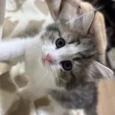 ノルウェージャンフォレストキャット