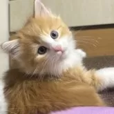 ノルウェージャンフォレストキャット