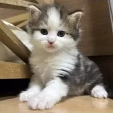 ノルウェージャンフォレストキャット【兵庫県・男の子・2025年10月20日・ブラウンクラシックタビー&ホワイト】の写真1