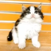 ノルウェージャンフォレストキャット【兵庫県・男の子・2025年4月17日・ブラウンクラシックタビー&ホワイト】の写真2