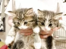 ノルウェージャンフォレストキャット【兵庫県・男の子・2025年3月1日・ブラウンマッカレルタビー&ホワイト】の写真4