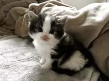 ノルウェージャンフォレストキャット【兵庫県・男の子・2025年4月17日・ブラウンクラシックタビー&ホワイト】の写真4「ボクとお布団で寝ませんか？」