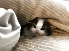 ノルウェージャンフォレストキャット【兵庫県・男の子・2025年4月17日・ブラウンクラシックタビー&ホワイト】の写真5「お布団も大好き💕」