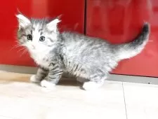 ノルウェージャンフォレストキャット【兵庫県・男の子・2025年3月1日・ブラウンマッカレルタビー&ホワイト】の写真6