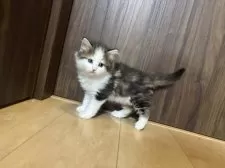 ノルウェージャンフォレストキャット【兵庫県・男の子・2025年10月20日・ブラウンクラシックタビー&ホワイト】の写真6